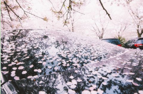 九游娱乐文化：悟空租车女神节特辑以花为径奔赴春日绮梦(图3)